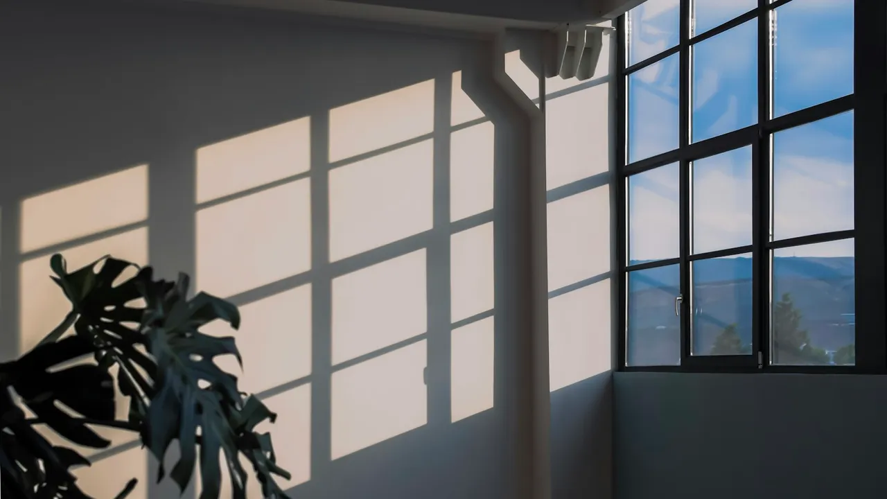Planta de monstera proyectando su sombra sobre una pared blanca con luz natural