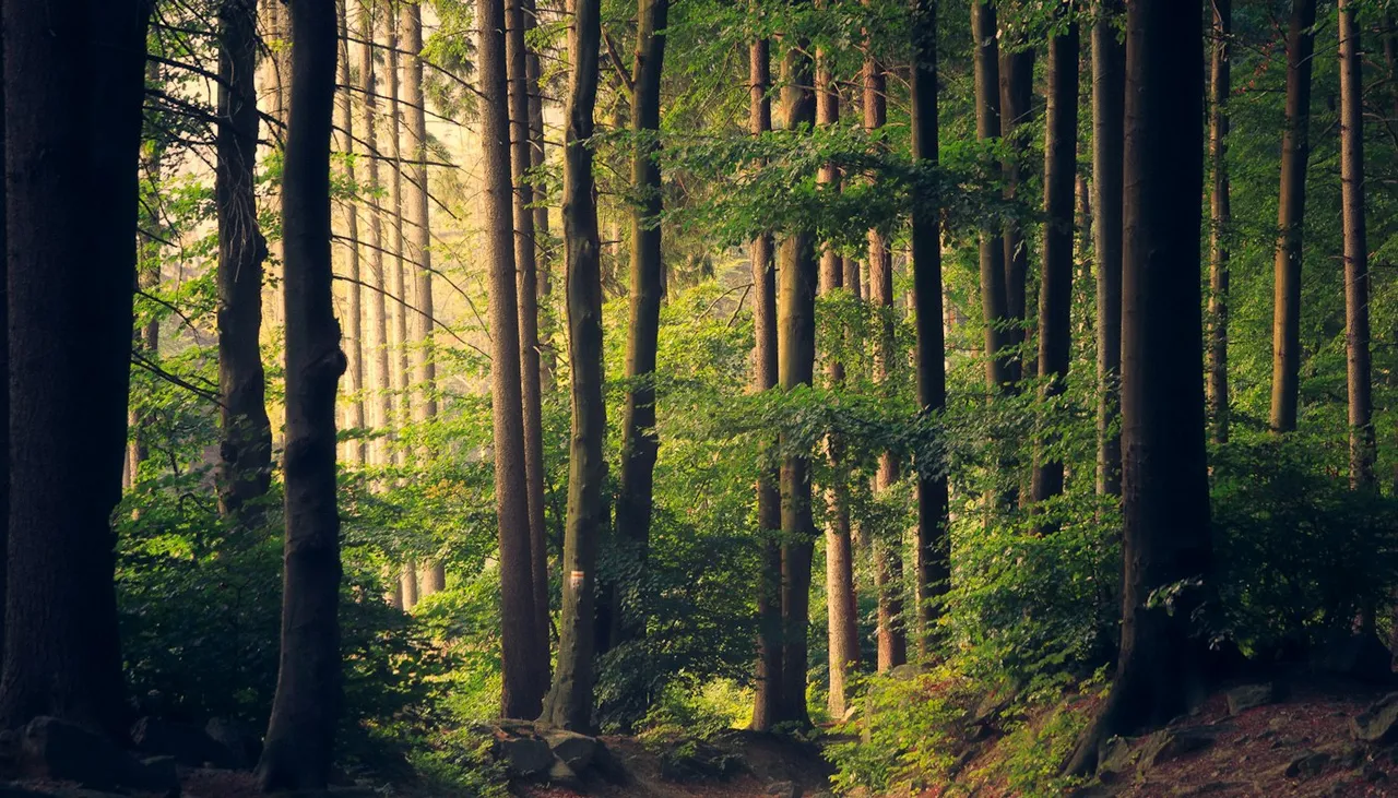 Bosque verde con luz natural entre los árboles