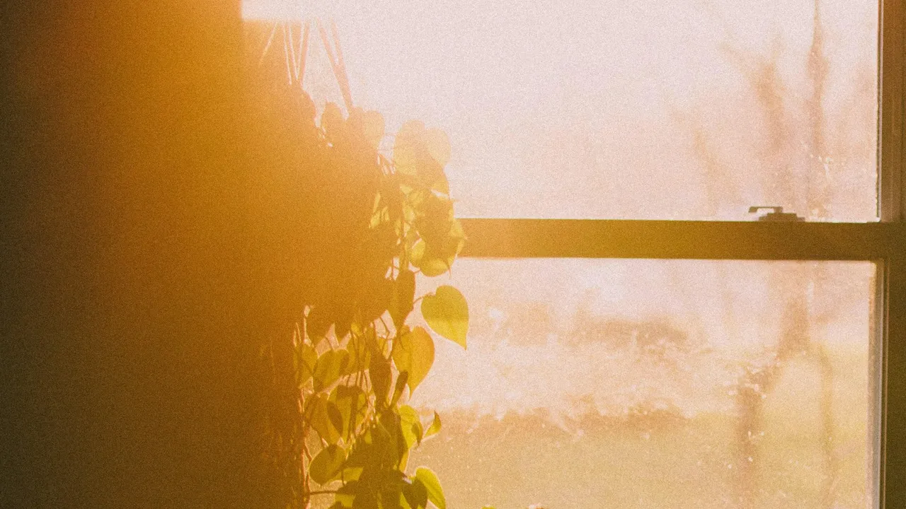 Planta junto a una ventana iluminada por la luz del sol